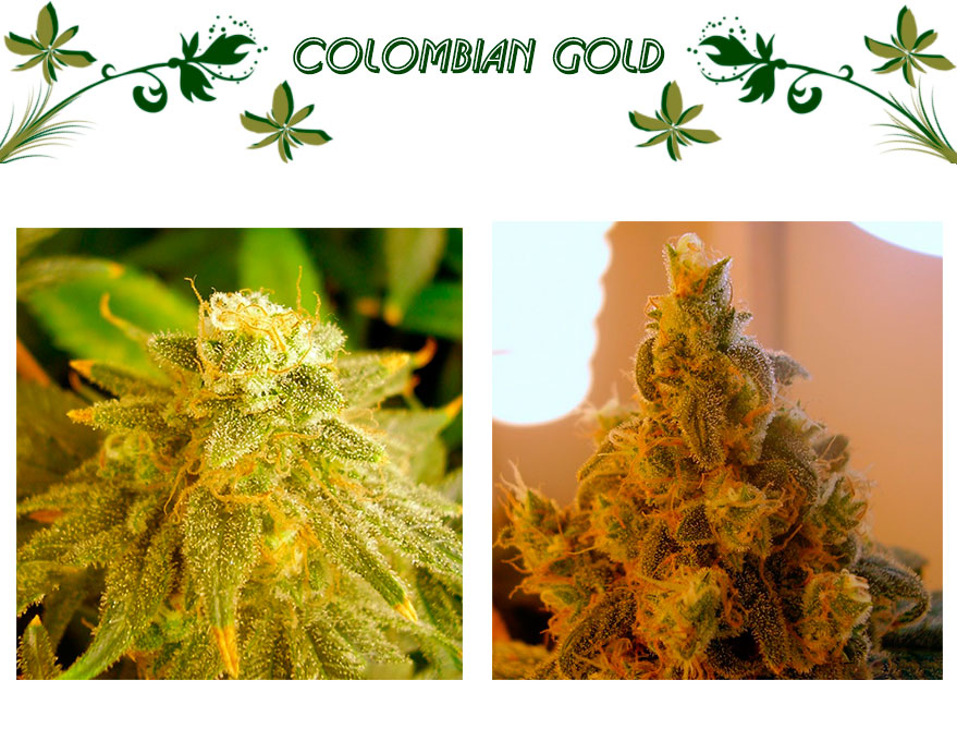 Colombian Gold