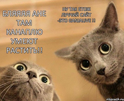 comics 2 kota orig 1347716312
