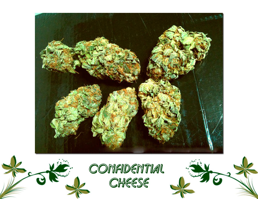 Confidential Cheese сорт
