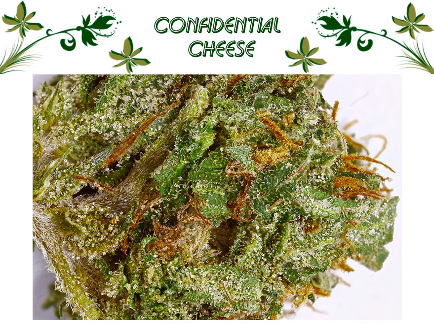 Confidential Cheese
