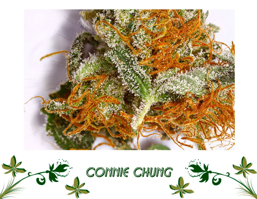 Connie Chung сорт