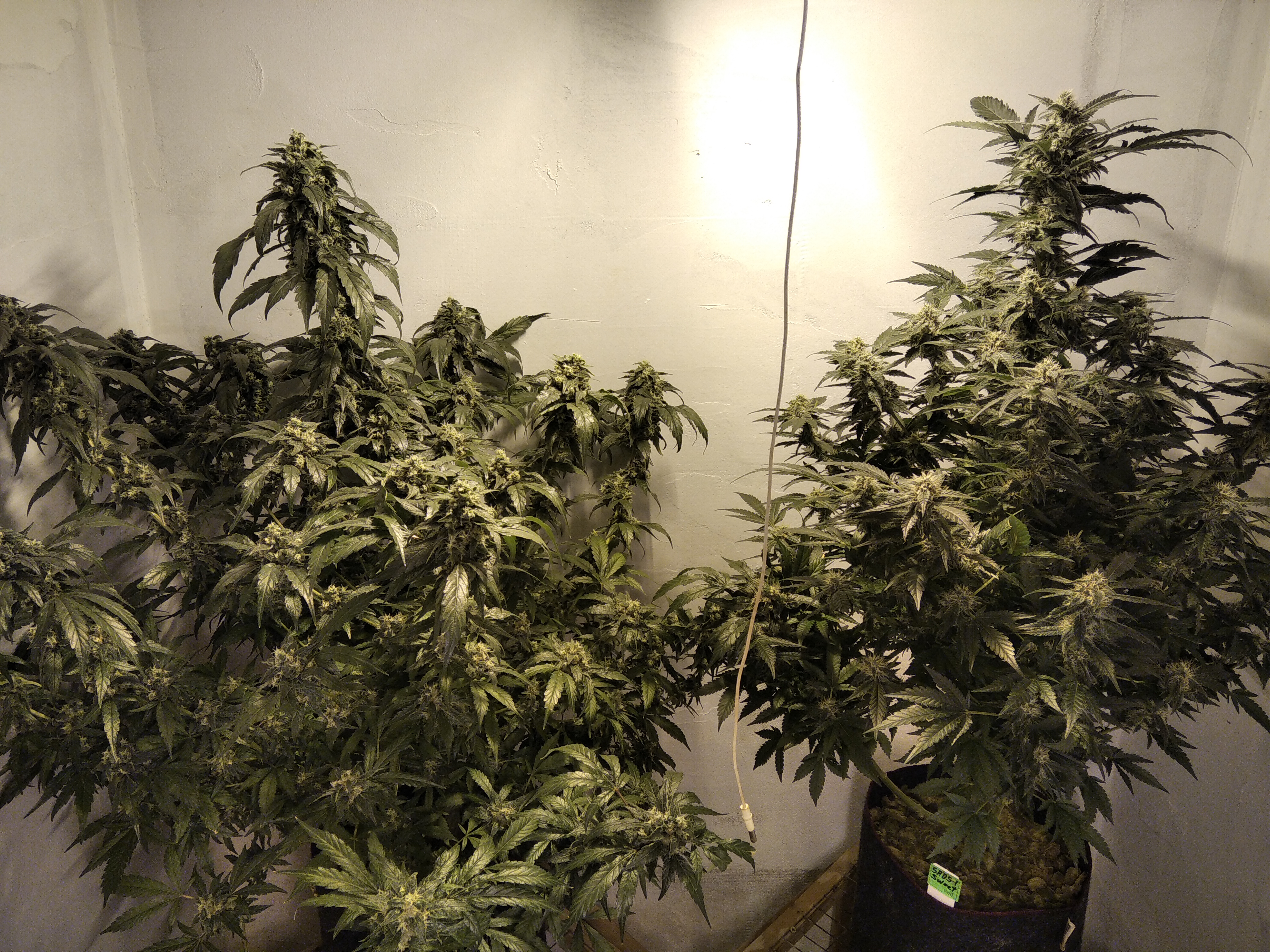 Cookies Kush & SADS1