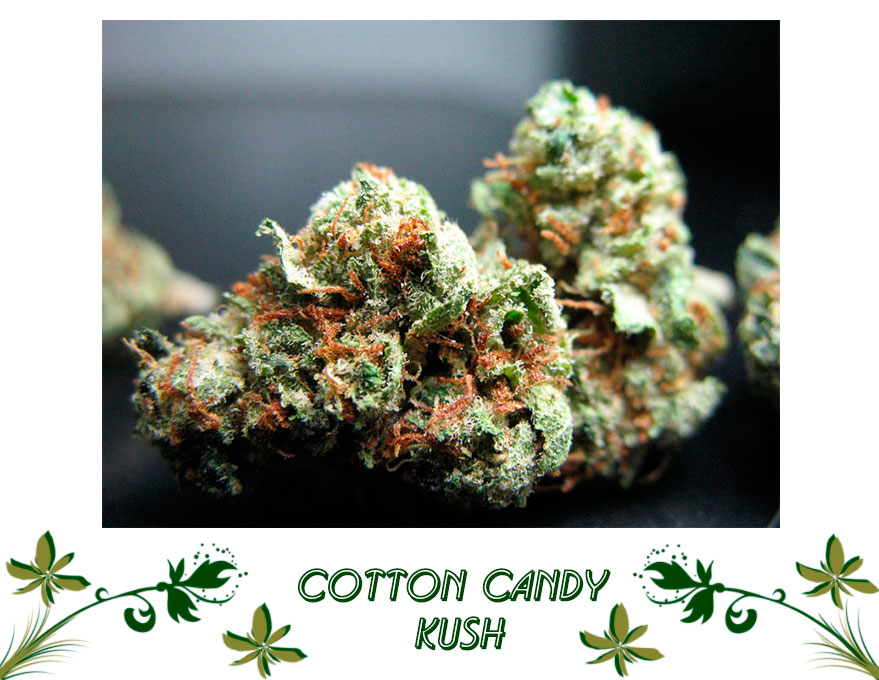 Cotton Candy Kush сорт