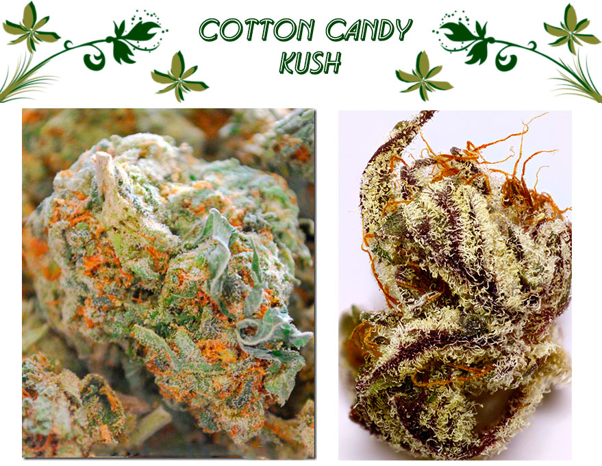 Cotton Candy Kush