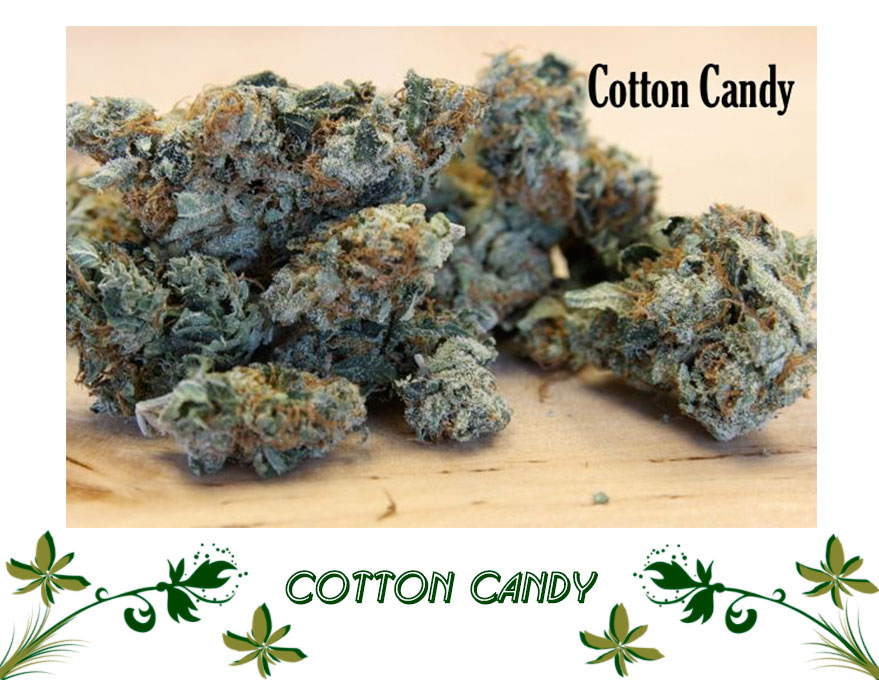 Cotton Candy сорт