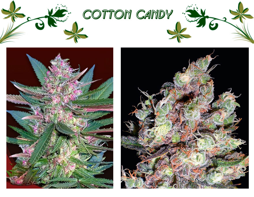 cotton candy