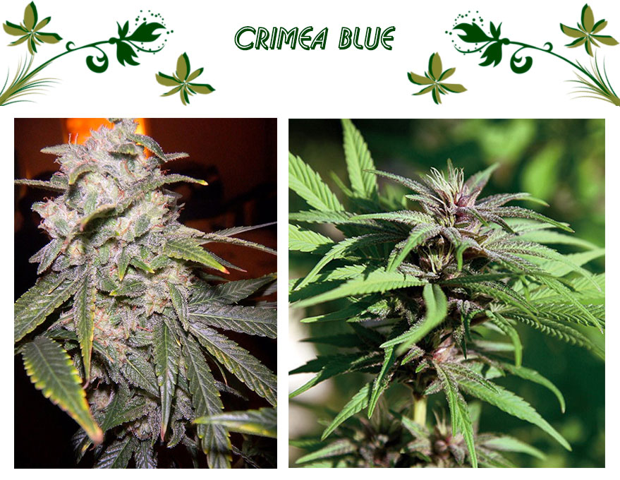 Crimea Blue сорт