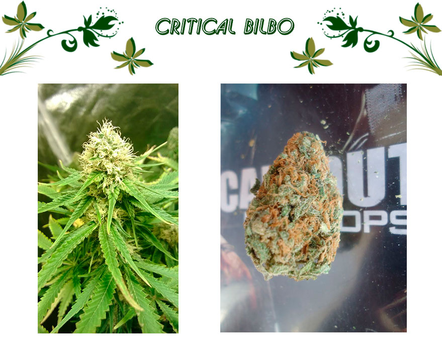 Critical Bilbo