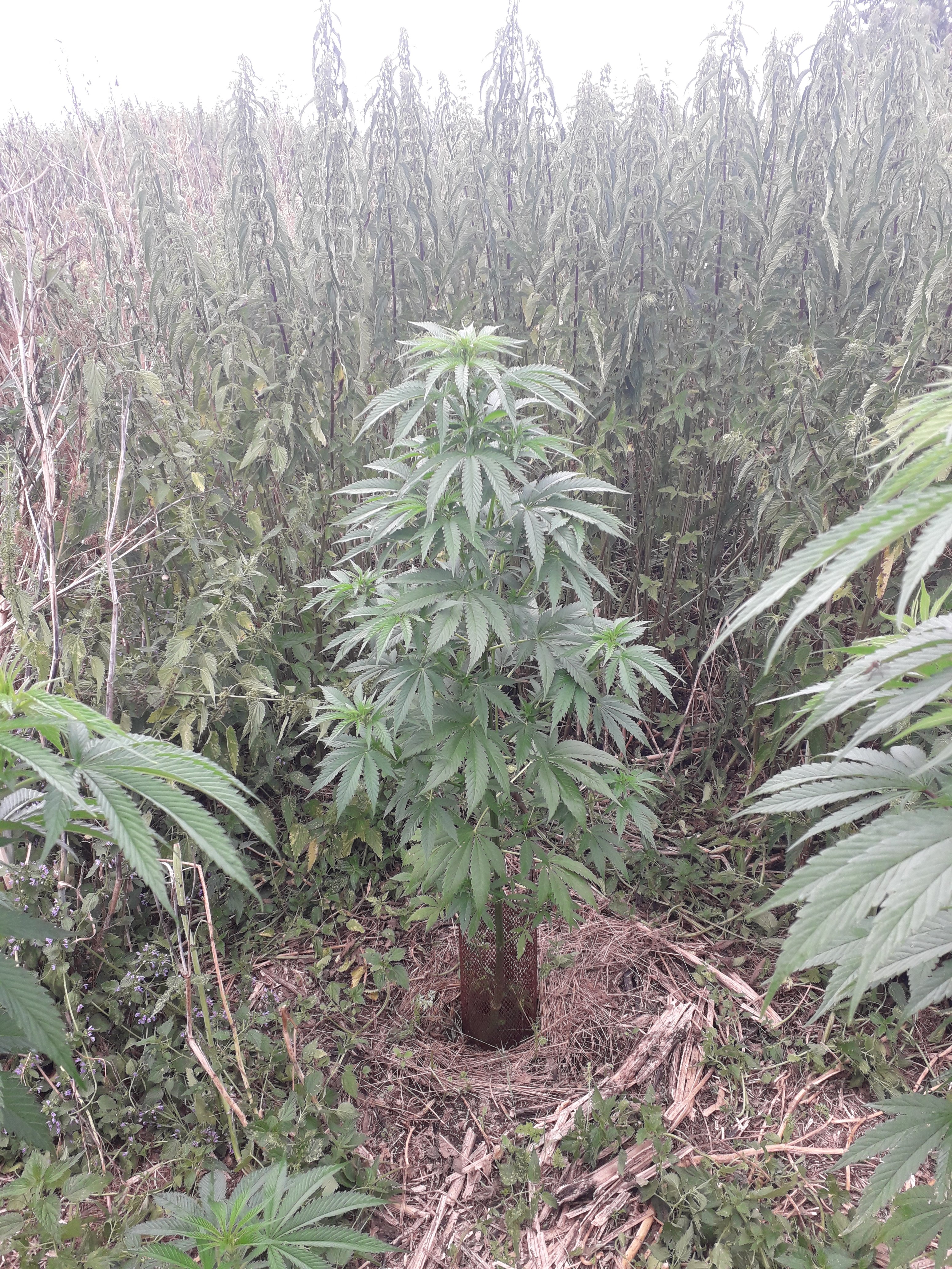 Critical (Royal Queen Seeds)