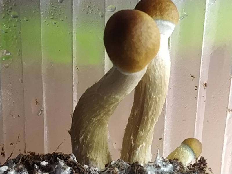 cubensis.jpg