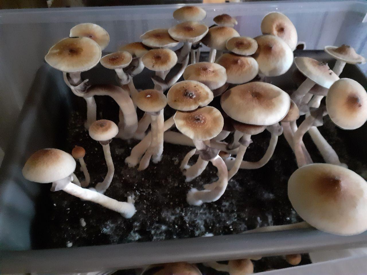 cubensis.jpg