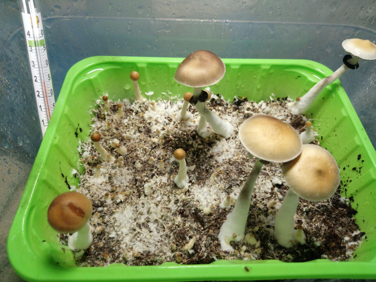 cubensisorissa рост