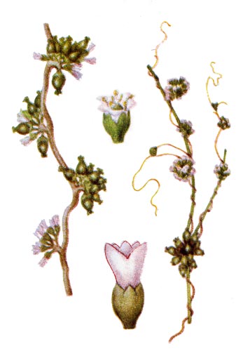 Cuscuta europaea
