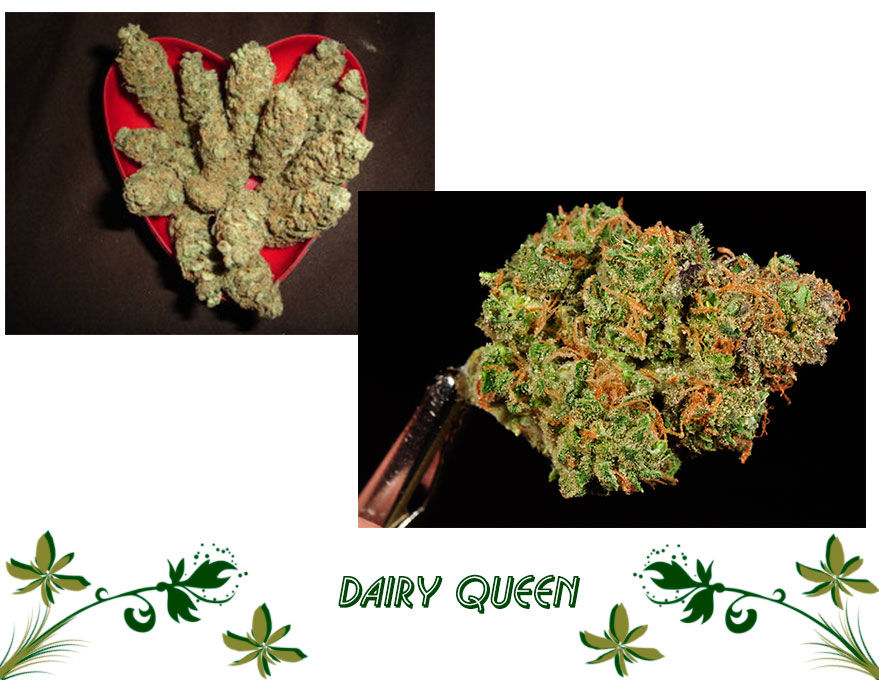DAIRY QUEEN сорт