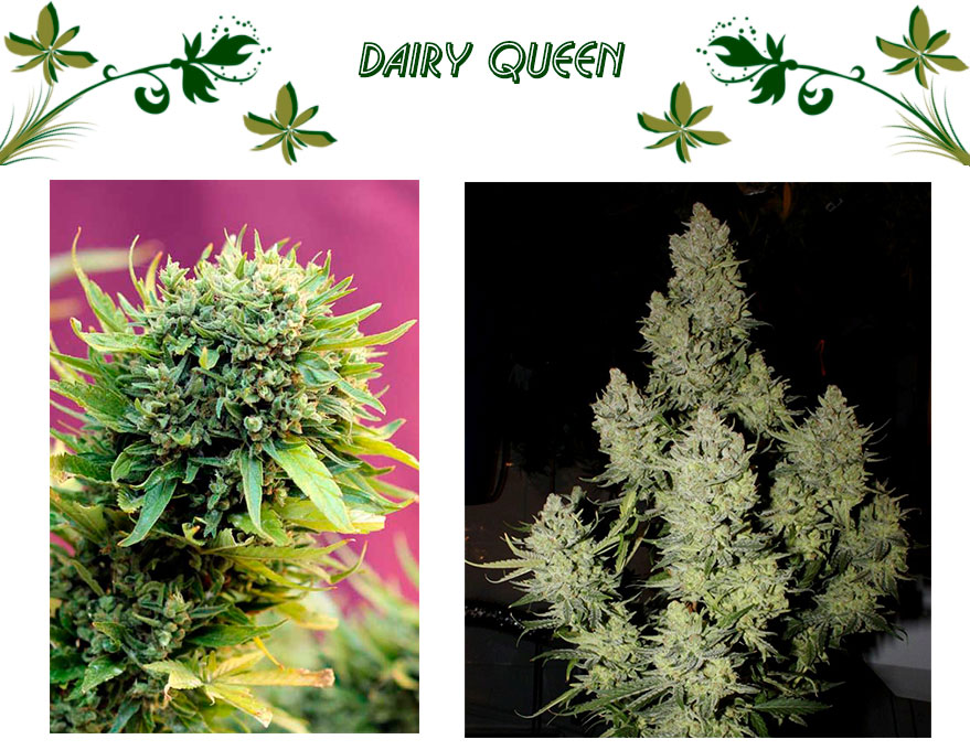 DAIRY QUEEN
