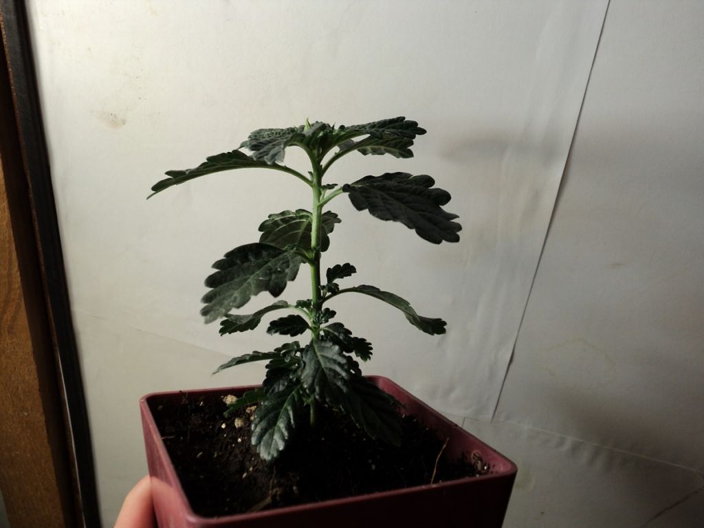 Damiana