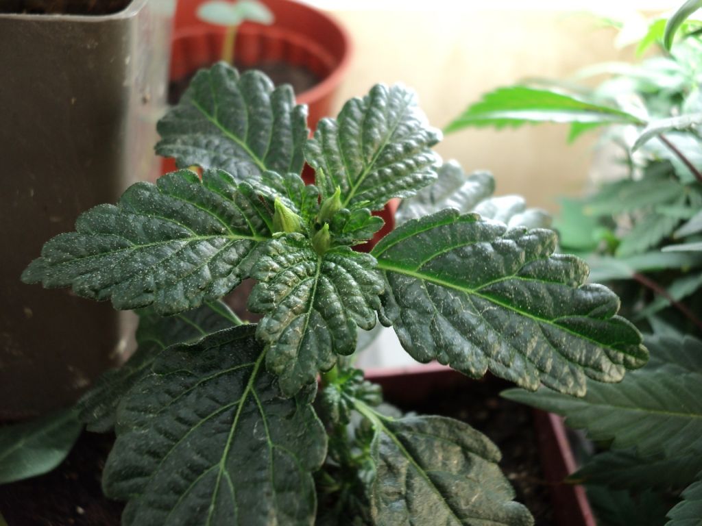 Damiana