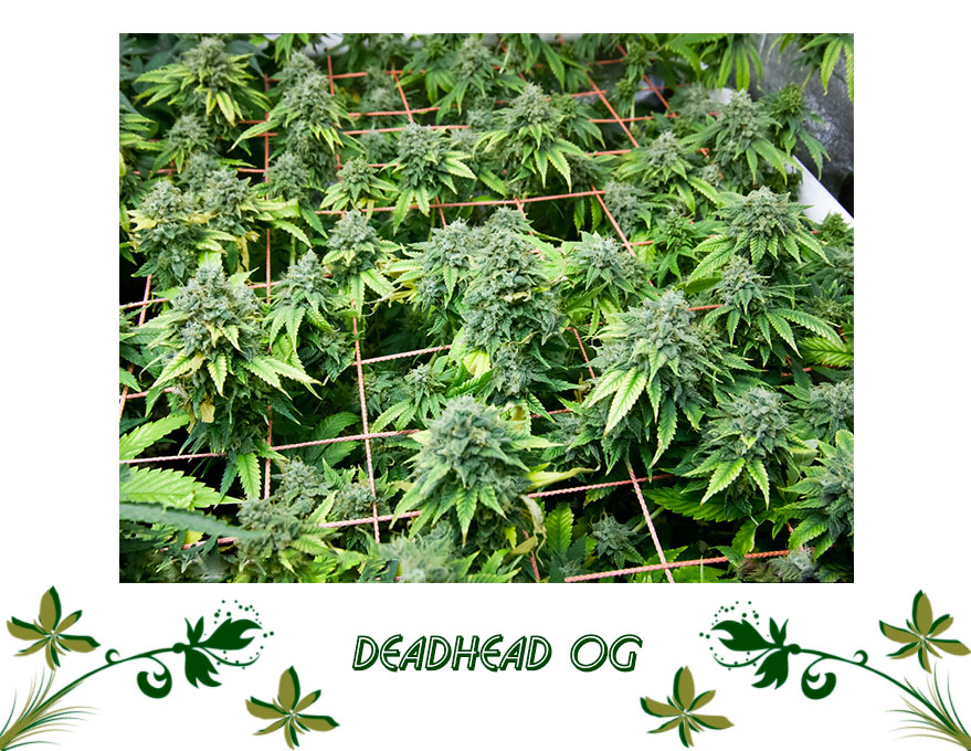 DeadHead OG сорт