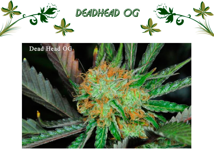 DeadHead OG