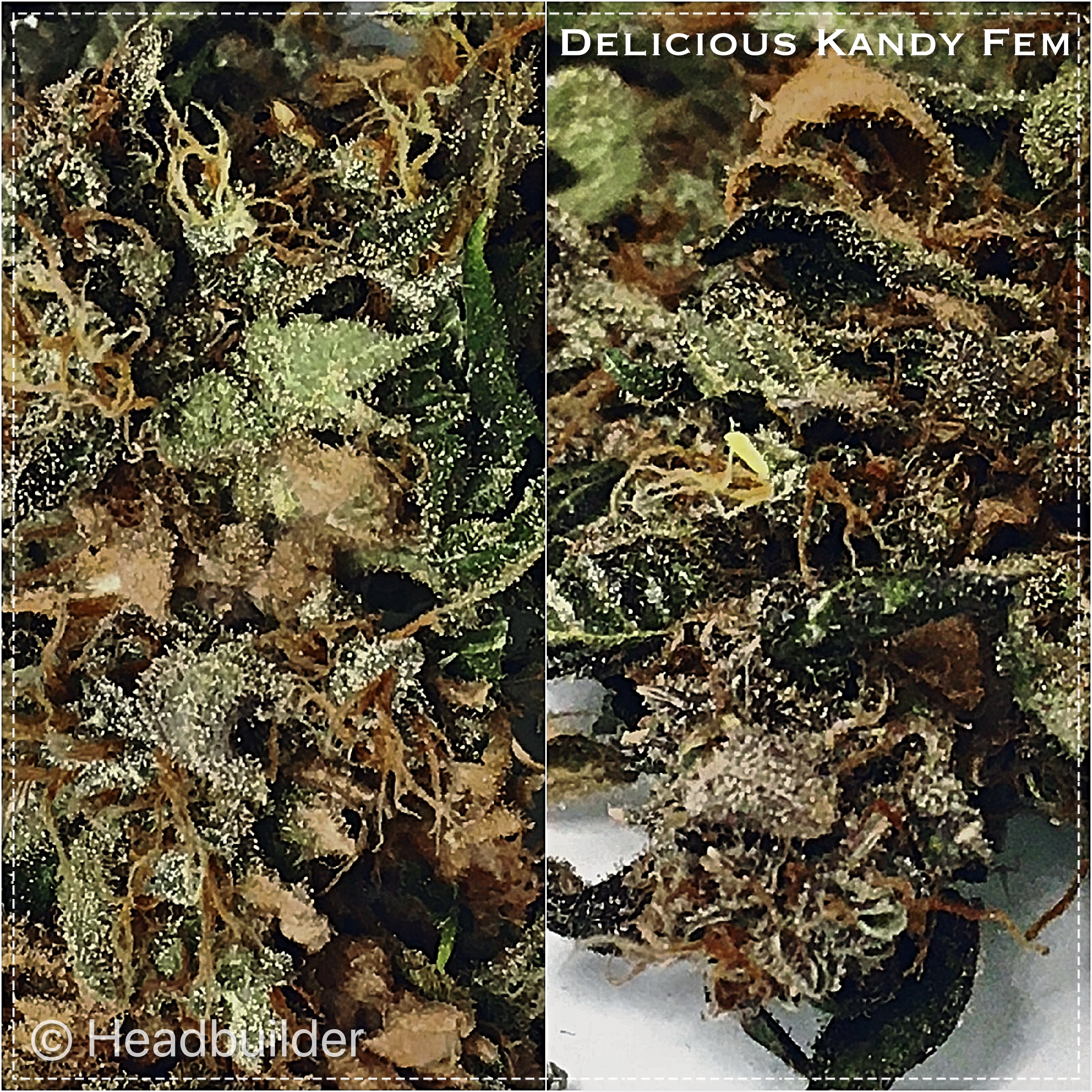 DeliciousKandy
