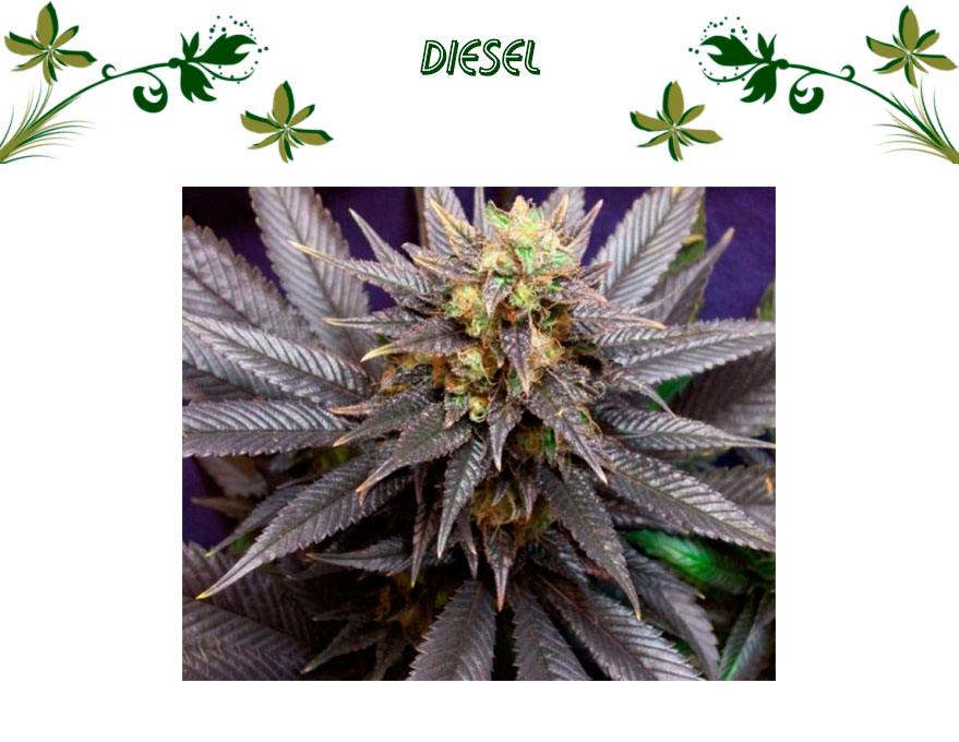 Diesel