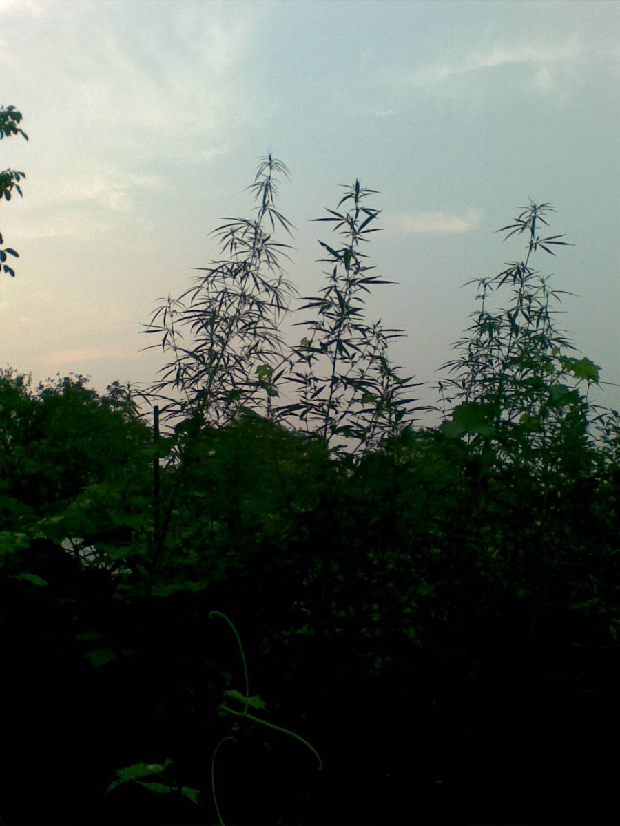 Дикая Sativa. Гдето 3м с хвостиком.