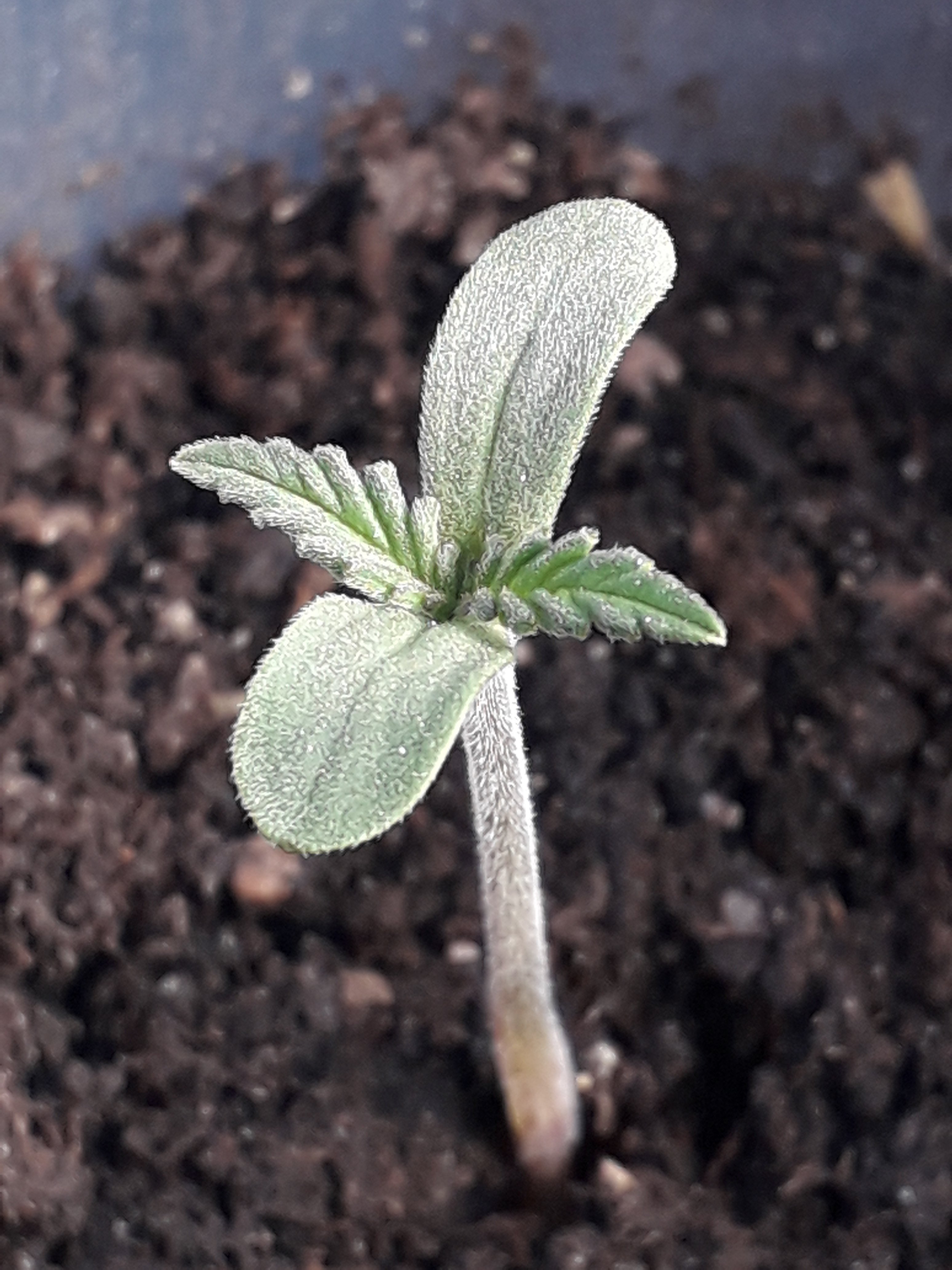 Дядя Фестер Seeds from GreenOM