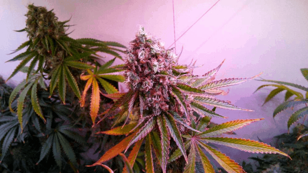 Do-Si-Dos 53d 12\12