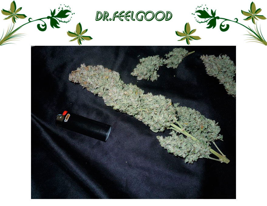 Dr.Feelgood