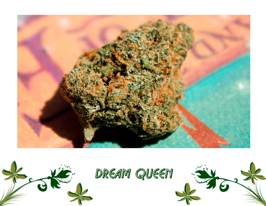 Dream Queen сорт