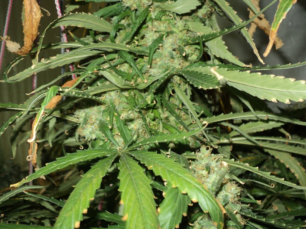 DSC01235