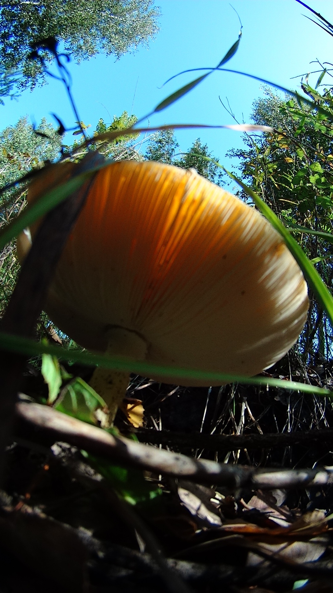 DSC04104.JPG