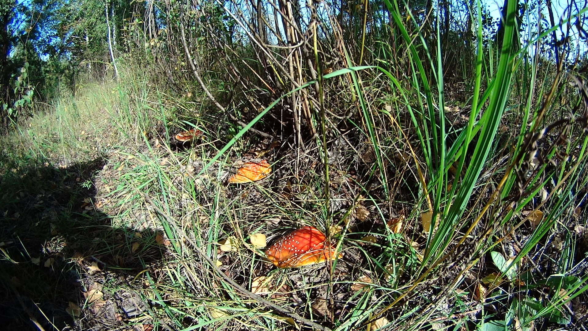 DSC04106.JPG