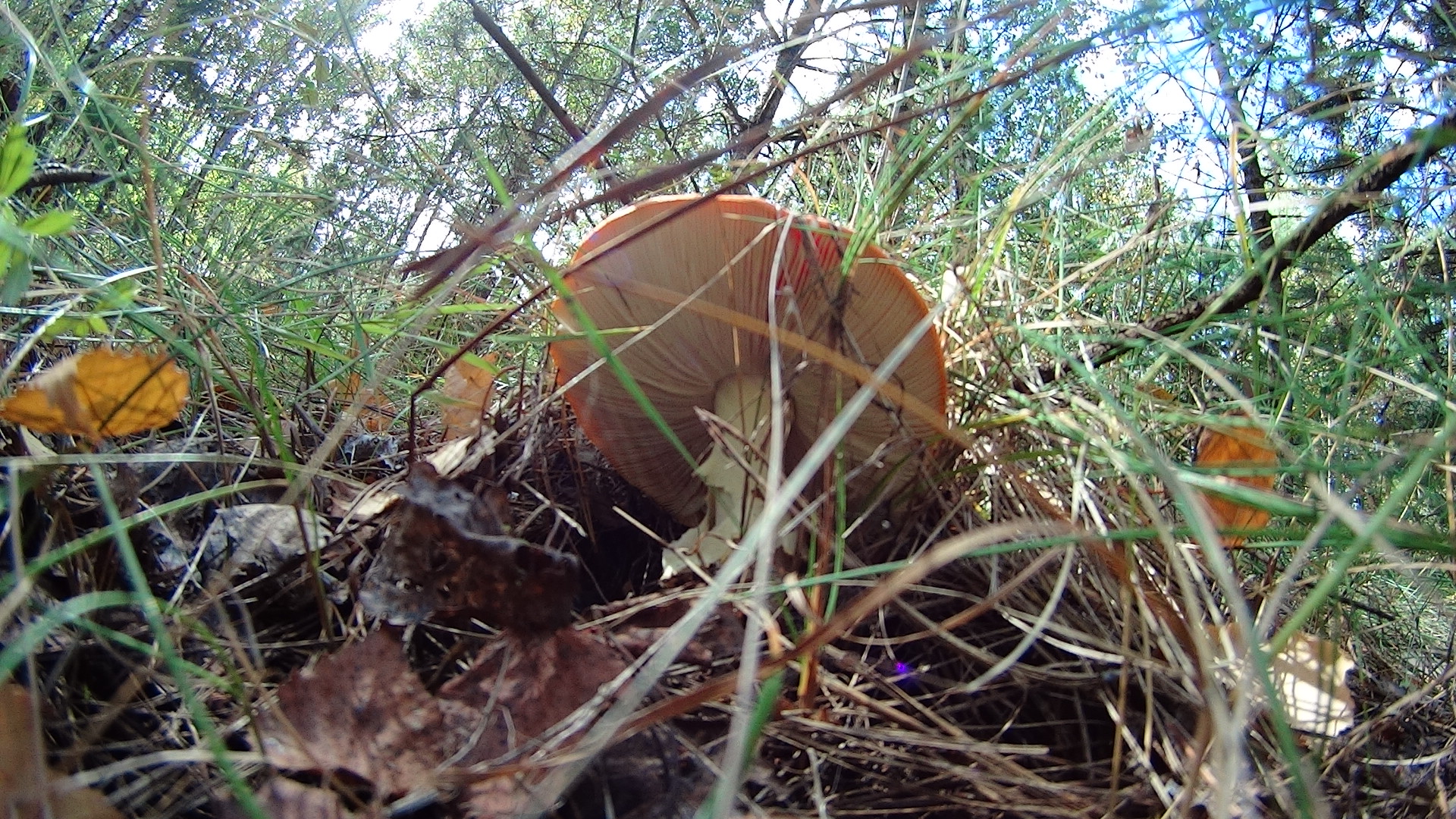 DSC04115.JPG