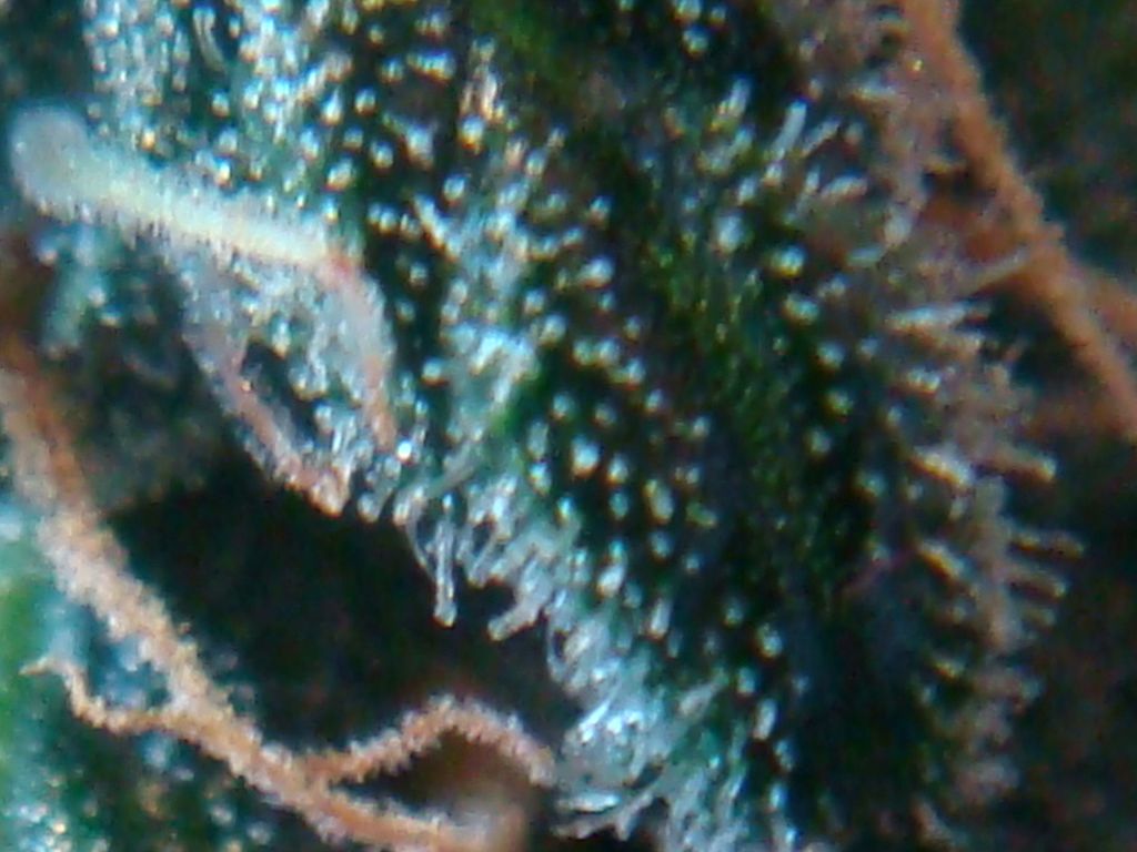 DSC04988