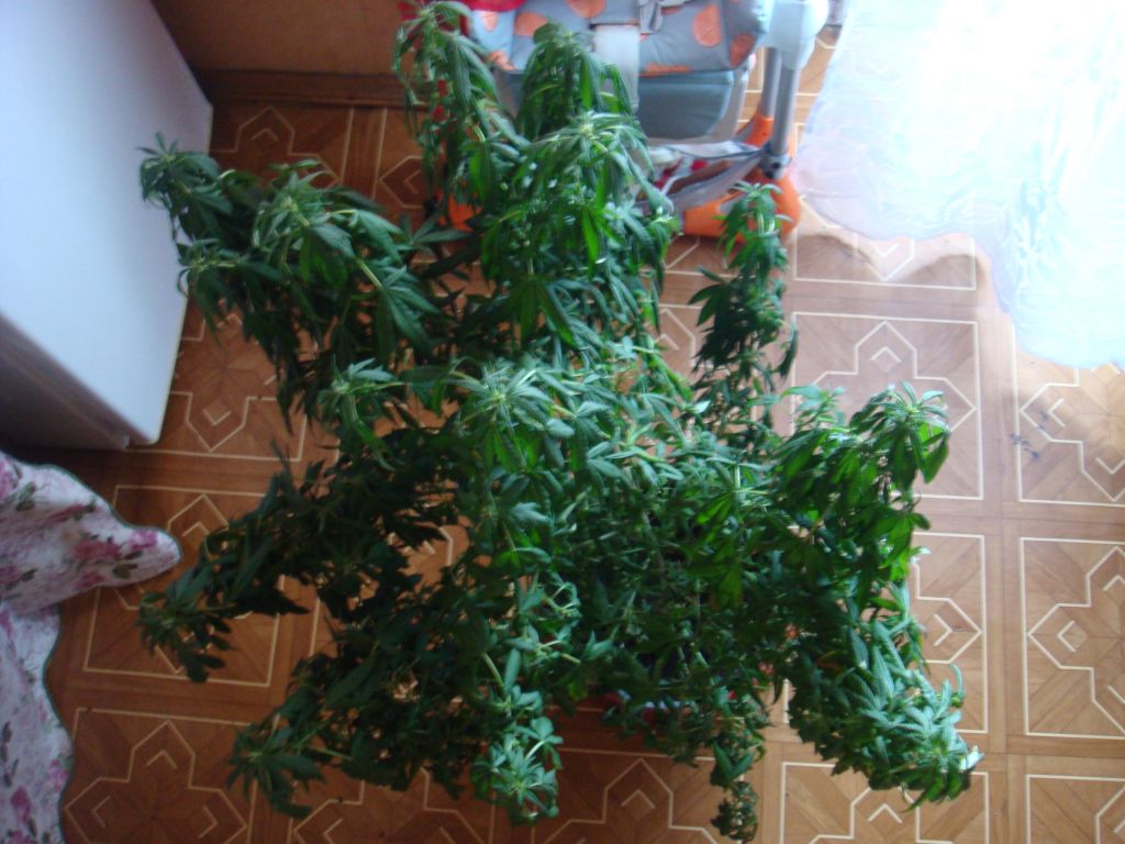 DSC05195