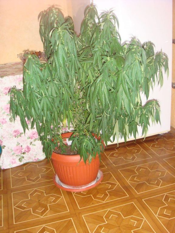 DSC05196