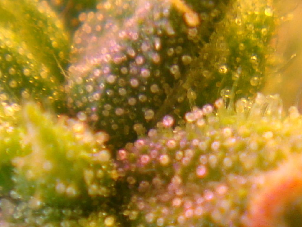 DSC05906