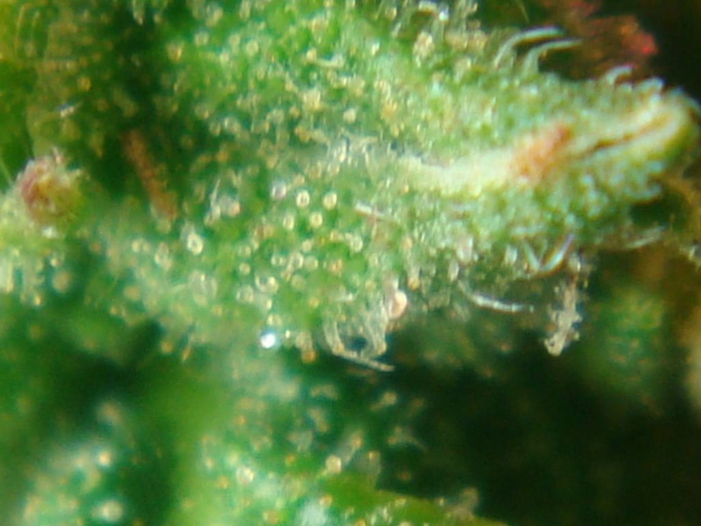DSC05907