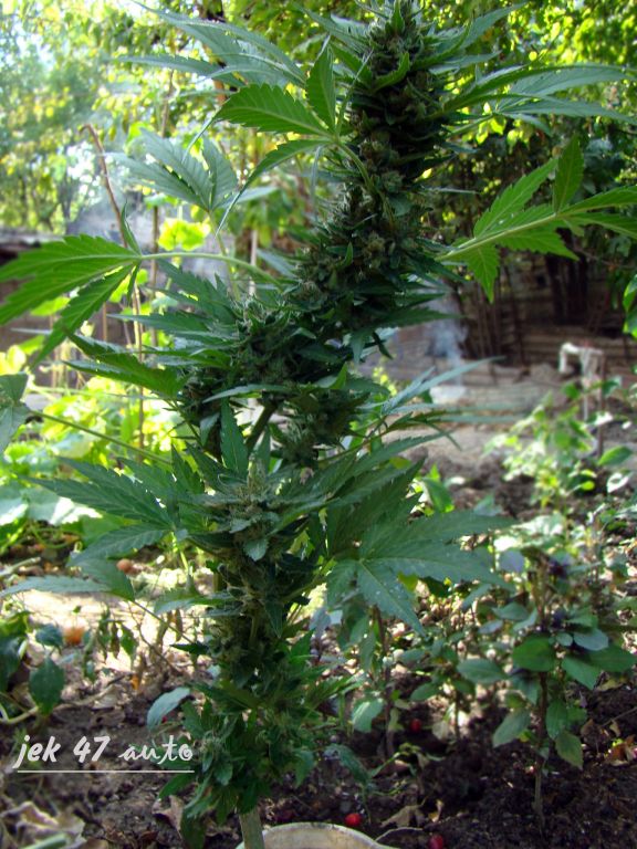 DSC08840