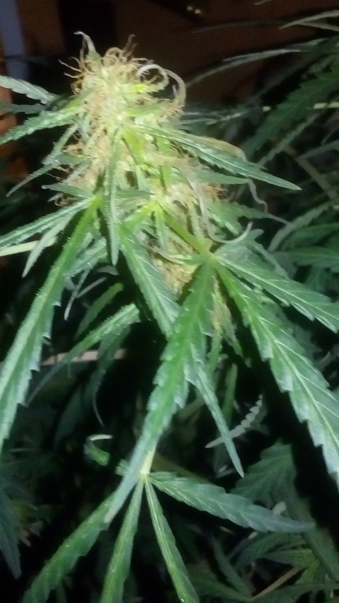DSC_0112.jpg