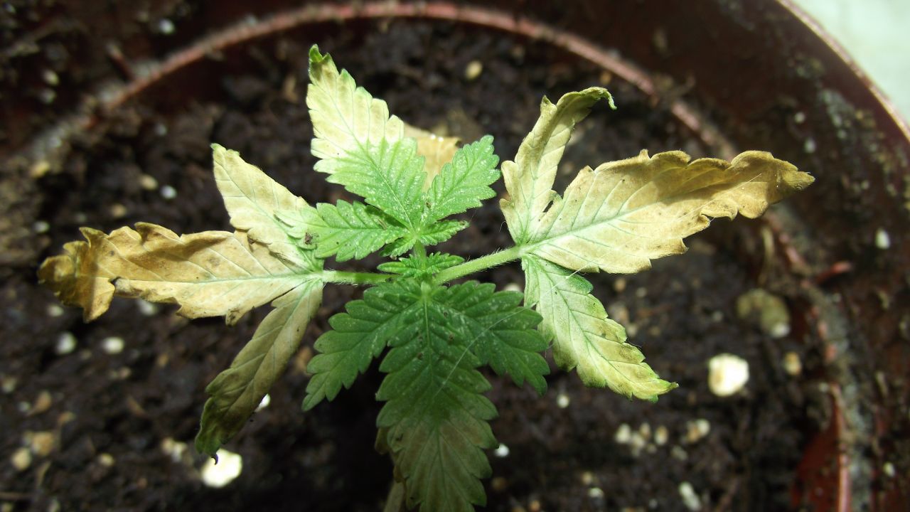 DSCF1152