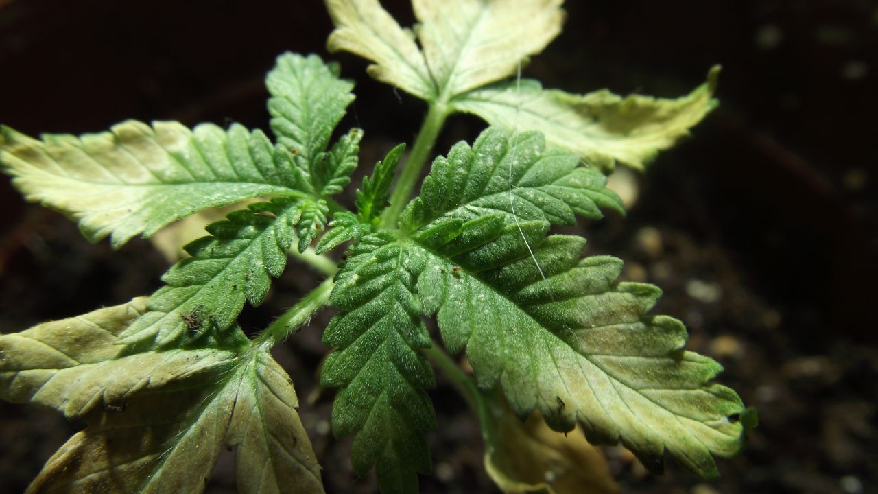 DSCF1158