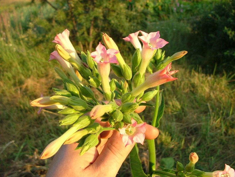 DSCF7744