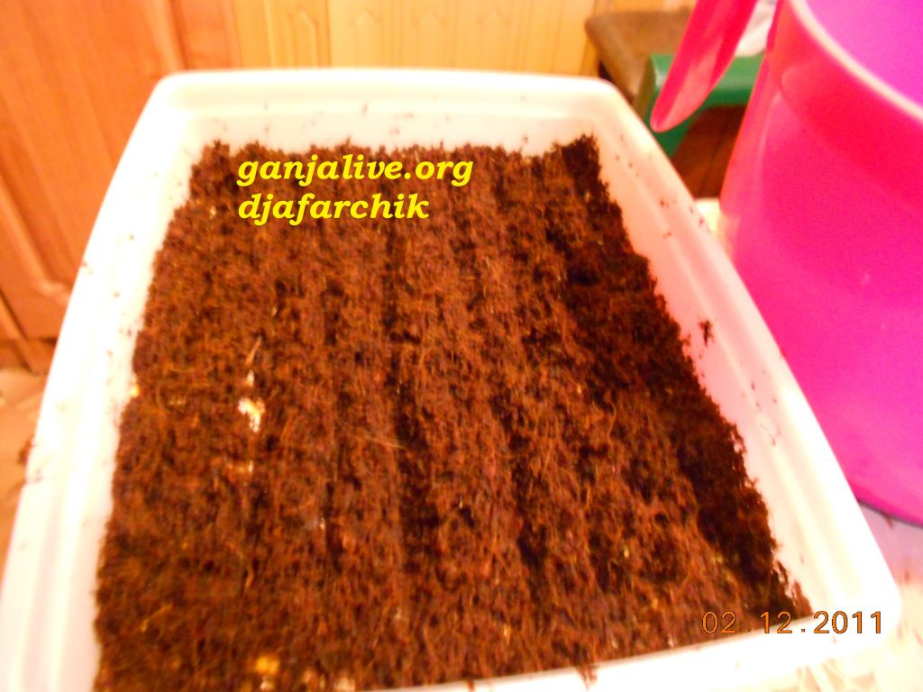 DSCN0410