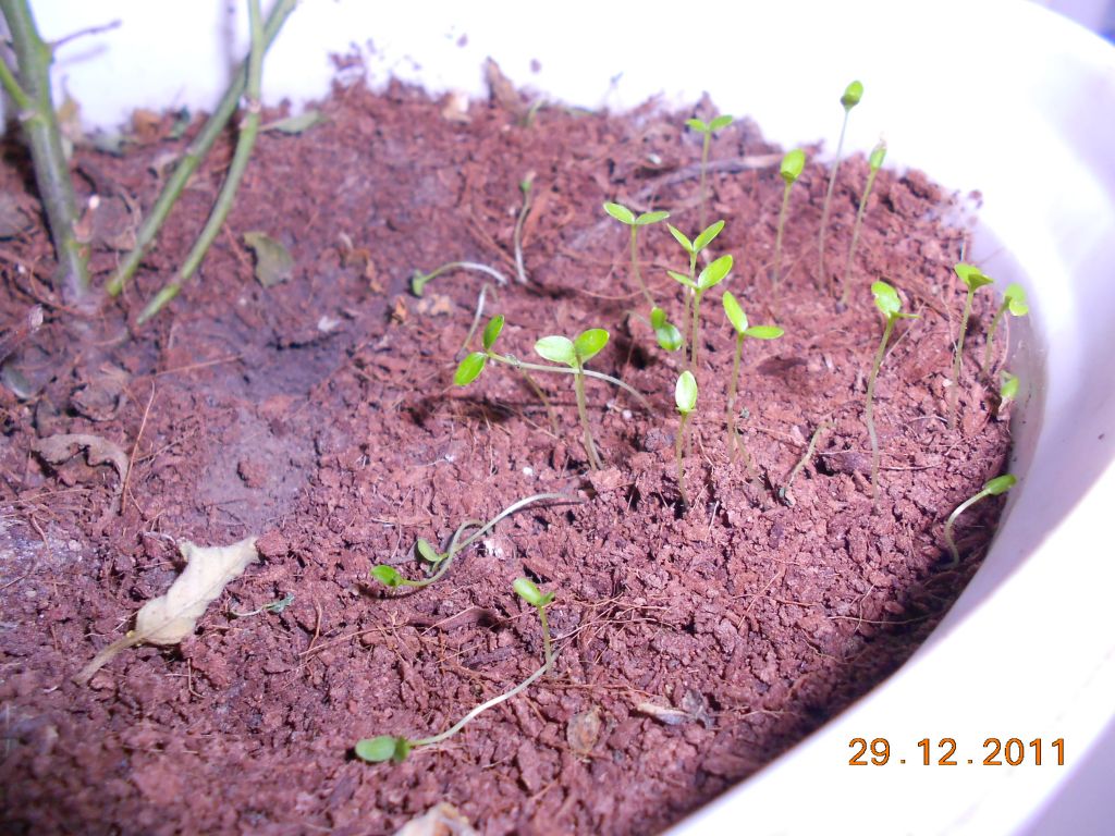 DSCN0476