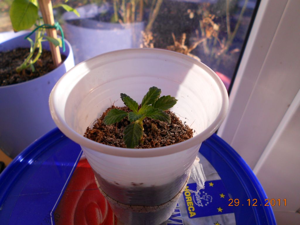 DSCN0477