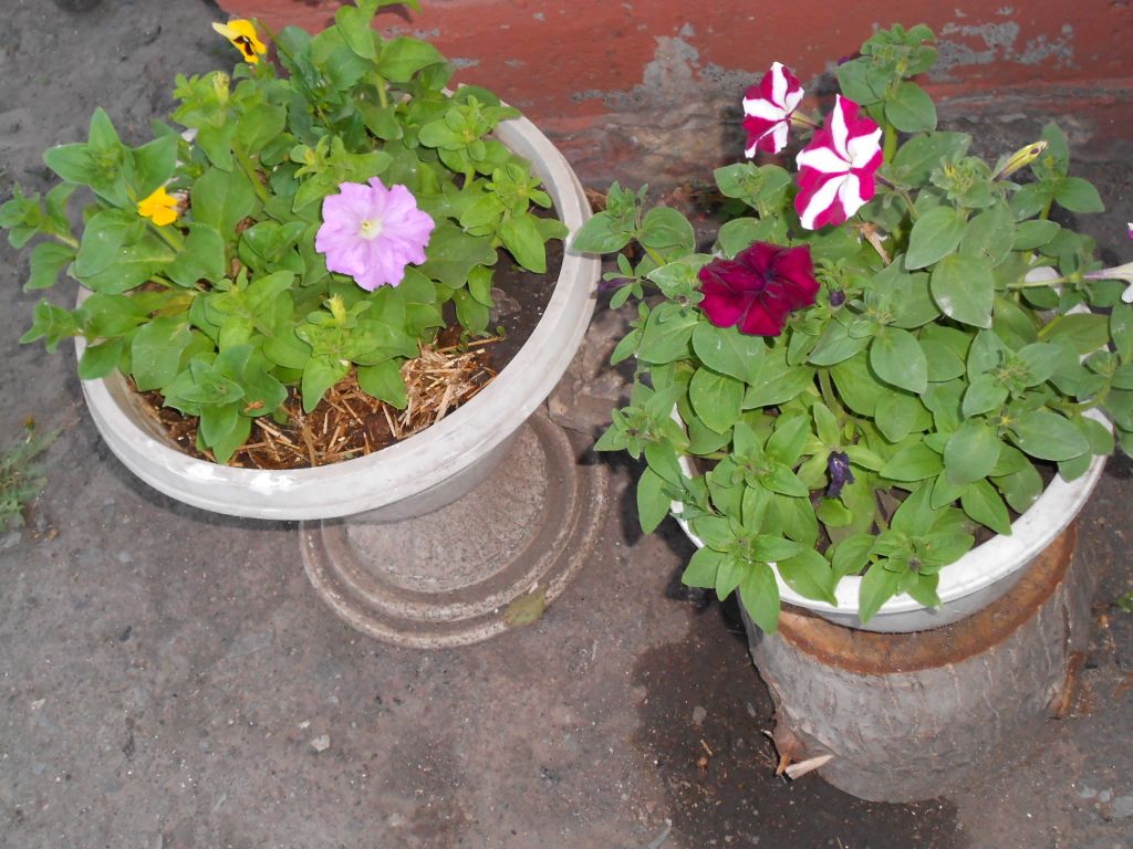 DSCN0906