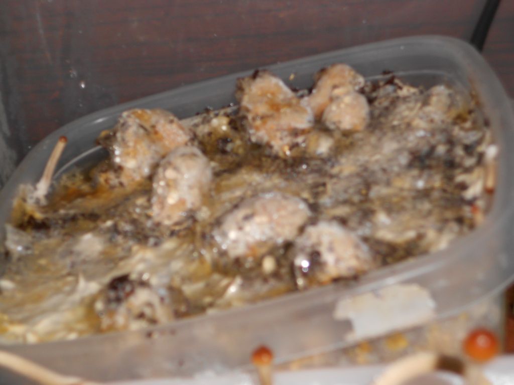 DSCN0913
