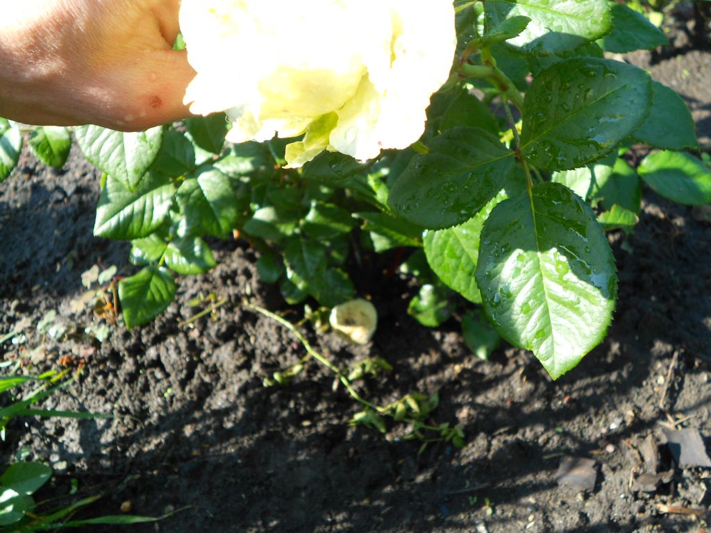 DSCN0924